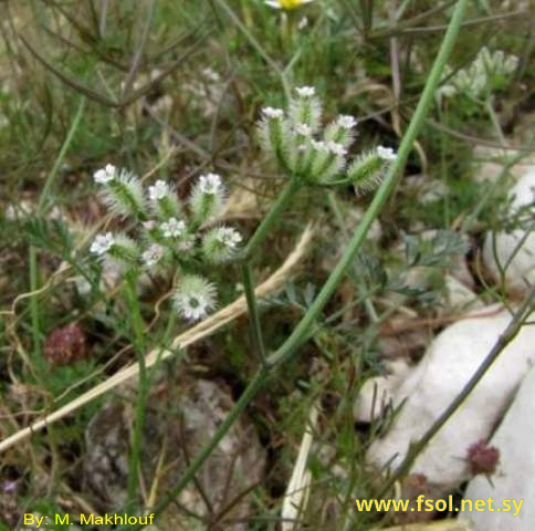 Torilis leptophylla (L.) Reichenb.